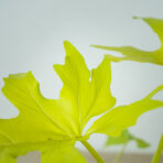 philodendron-warscewiczii-aurea-flavum