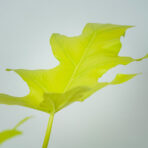 philodendron-warscewiczii-aurea-flavum