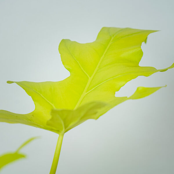 philodendron-warscewiczii-aurea-flavum (3) philodendron-warscewiczii-aurea-flavum