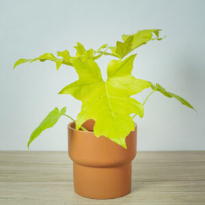 philodendron-warscewiczii-aurea-flavum