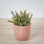 rhipsalis-baccifera-horrida-patyczak