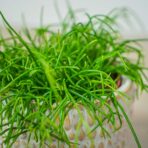 rhipsalis-cassutha-patyczak