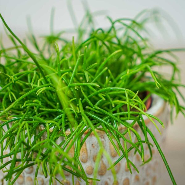 rhipsalis-cassutha-patyczak (2) rhipsalis-cassutha-patyczak