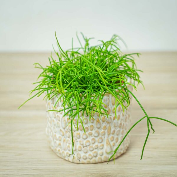 rhipsalis-cassutha-patyczak rhipsalis-cassutha-patyczak