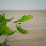 rhipsalis-ramulosa-red-coral
