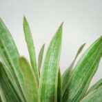 sansevieria-aubrytiana-metallica