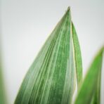 sansevieria-aubrytiana-metallica