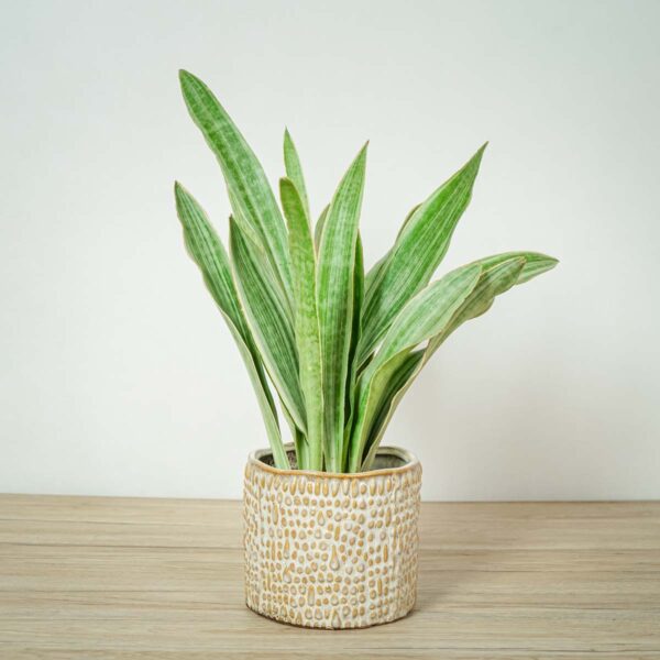 sansevieria-aubrytiana-metallica sansevieria-aubrytiana-metallica
