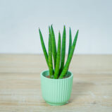 sansevieria-cylindrica-baby