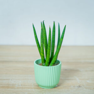 sansevieria-cylindrica-baby