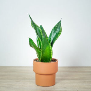 sansevieria-trifasciata-grey-stripe