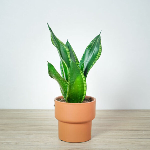 sansevieria-trifasciata-grey-stripe