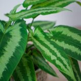 schismatoglottis-wallichii