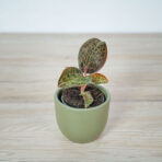 storczyk-anoectochilus-burmannicus-jewel-orchid
