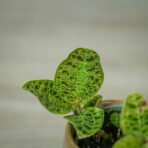 storczyk-macodes-petola-jewel-orchid