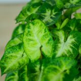 syngonium-pixie