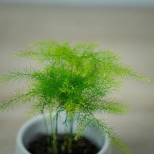 szparag-pierzasty-baby-asparagus-plumosus
