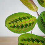 maranta-leuconeura-fascinator-tricolor