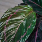 calathea-roseopicta-dottie