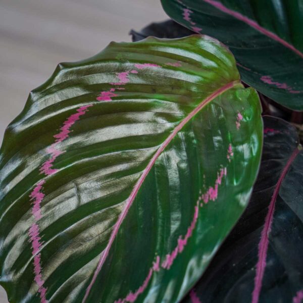 calathea-roseopicta-dottie calathea-roseopicta-dottie