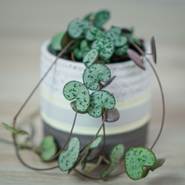 ceropegia-woodii-baby ceropegia-woodii-baby