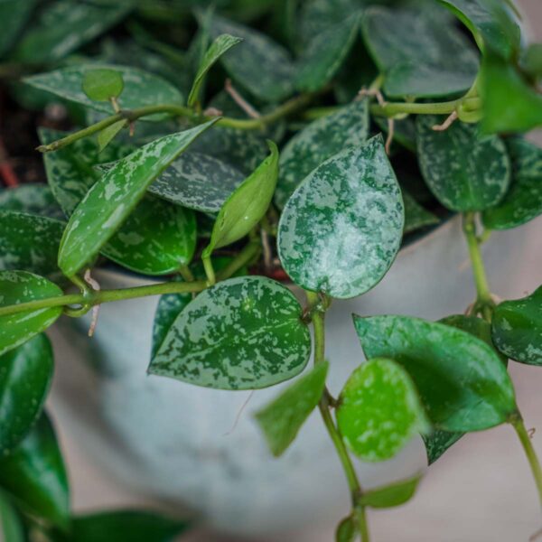 hoya-krohniana-splash hoya-krohniana-splash