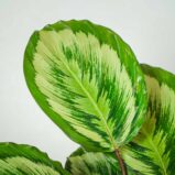 calathea-medallion-v2-new-hybrid