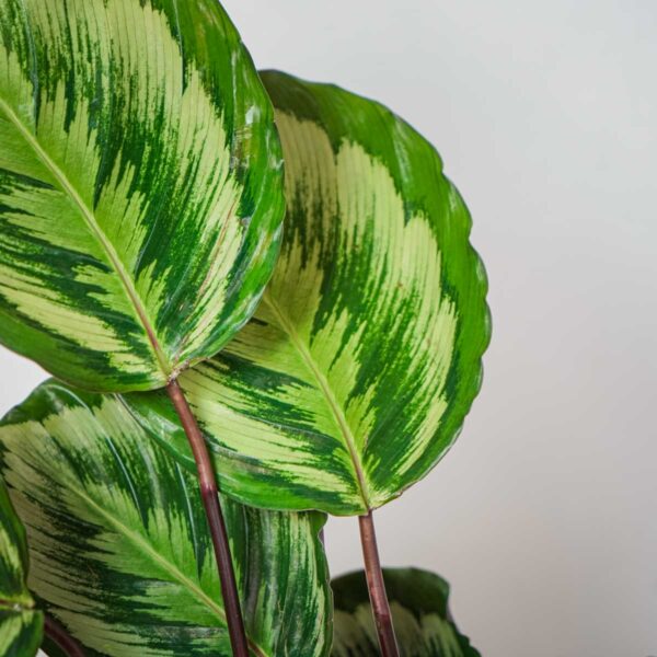 calathea-medallion-v2-new-hybrid calathea-medallion-v2-new-hybrid