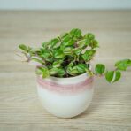 trzykrotka-tricolor-baby-tradescantia-fluminensis-tricolor