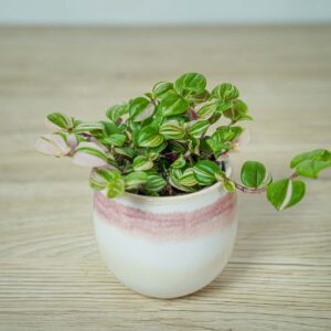 trzykrotka-tricolor-baby-tradescantia-fluminensis-tricolor