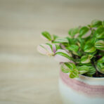 trzykrotka-tricolor-baby-tradescantia-fluminensis-tricolor