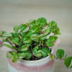 trzykrotka-tricolor-baby-tradescantia-fluminensis-tricolor