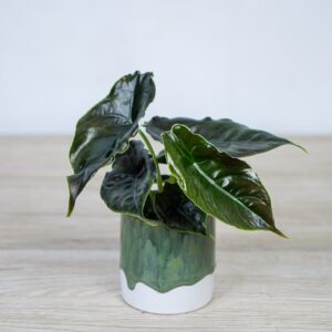 Alokazja azlanii baby (alocasia)