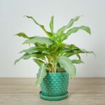 aglaonema-ghost-frosted