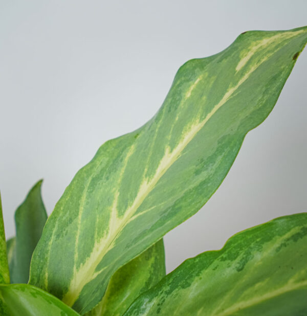 aglaonema-ghost-frosted (2) aglaonema-ghost-frosted