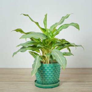 aglaonema-ghost-frosted