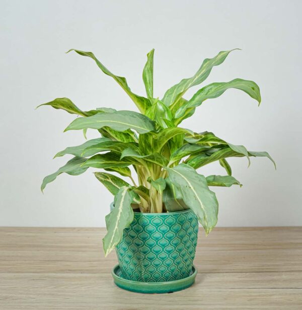 aglaonema-ghost-frosted aglaonema-ghost-frosted