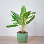 aglaonema-golden-madonna