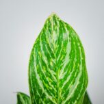 aglaonema-golden-madonna