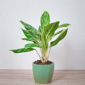 aglaonema-golden-madonna