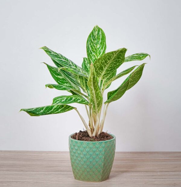 aglaonema-golden-madonna aglaonema-golden-madonna