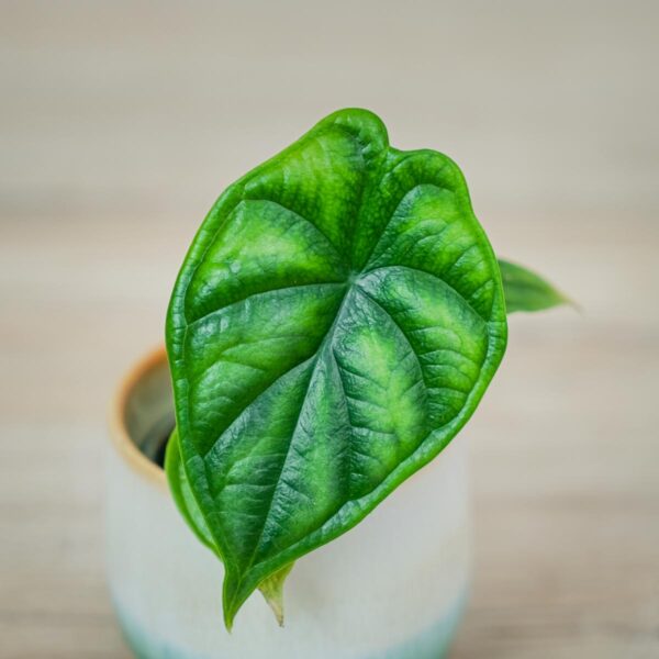 alokazja-dragon-scale-baby-alocasia (2) alokazja-dragon-scale-baby-alocasia