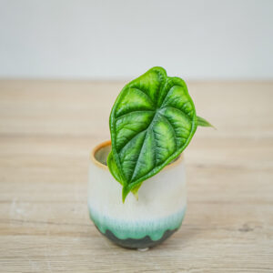 alokazja-dragon-scale-baby-alocasia
