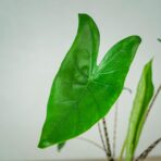 alokazja-zebrina-alocasia
