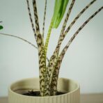 alokazja-zebrina-alocasia