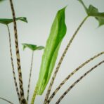 alokazja-zebrina-alocasia