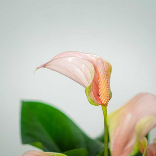 anthurium-joli-peach (2) anthurium-joli-peach