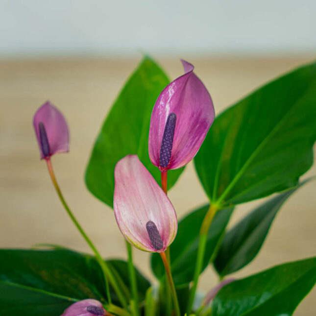 anthurium-zizou (2) anthurium-zizou