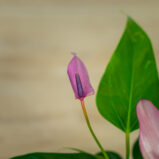 anthurium-zizou