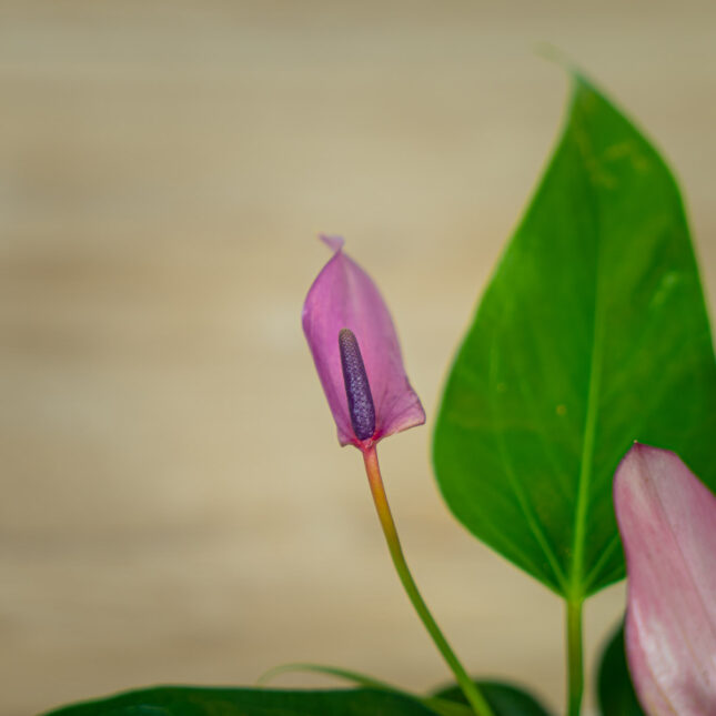 anthurium-zizou (3) anthurium-zizou